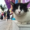 沖縄,移住,国際通り,猫