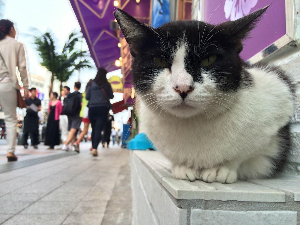 沖縄,移住,国際通り,猫