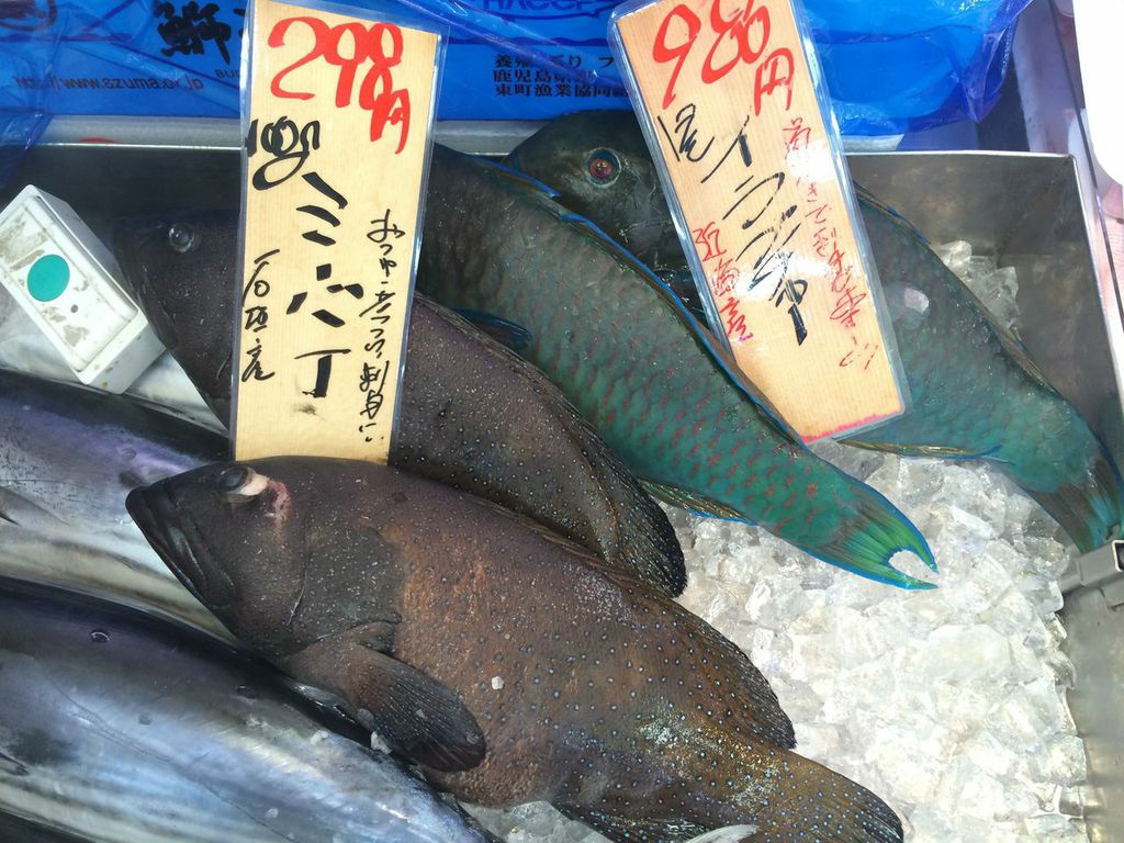 沖縄,移住,魚,熱帯魚