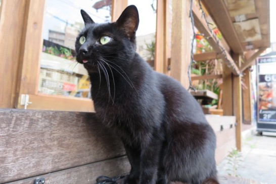 舌が出ちゃってる久茂地の黒猫