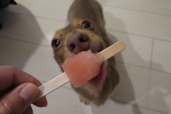 アイスを食べる熊本犬