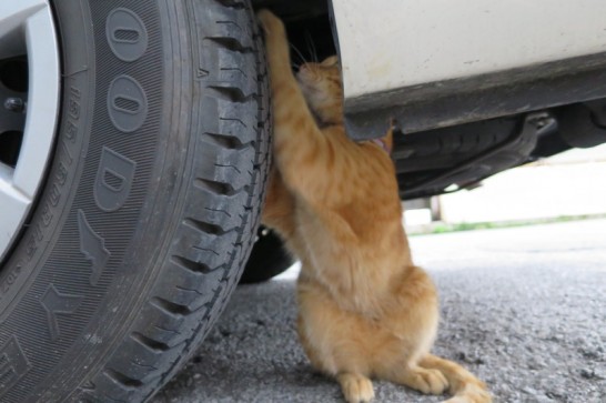 トラックのタイヤで爪を研ぐ農連市場の猫
