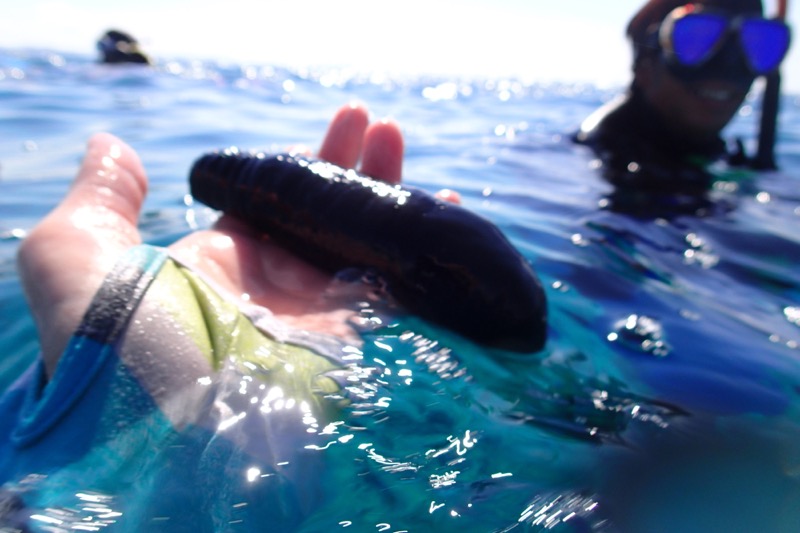 okinawa kerama news snorkeling_168