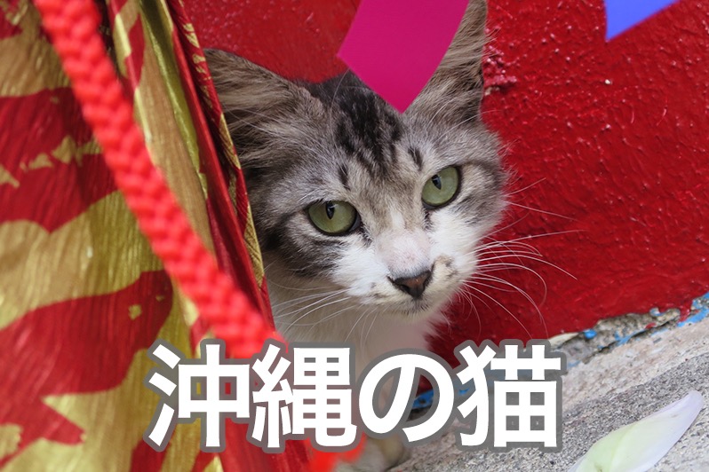 沖縄移住ブロガーの沖縄生活vol 6 うちなー猫編 毎日ビール Jp