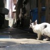 久茂地の路地にいた猫