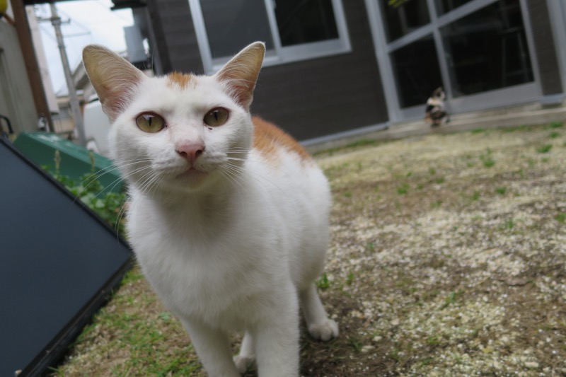 宮古島にいた猫2匹。