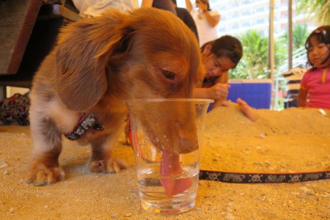 ビーチパーティーで喉が渇いたお犬サマー。