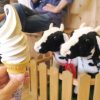 「山川牧場ミルクプラント」でソフトクリーム（コーヒーミックス、300円）を食べてみた
