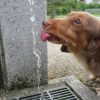 お散歩中にお水を飲む熊本犬