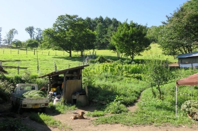 山田農場のヤギ小屋と、おとなしい番犬。