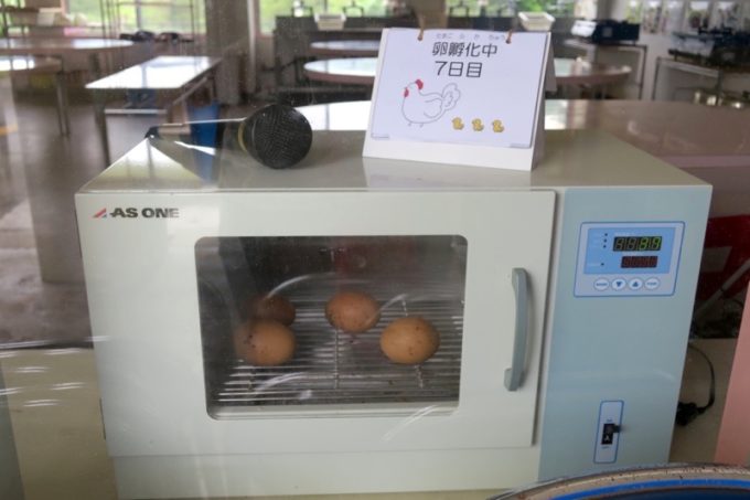 沖縄・今帰仁「あいあいファーム」のニワトリが産んだ卵。