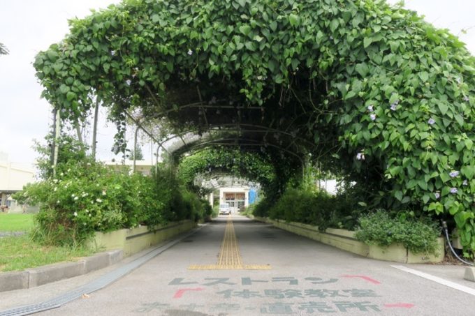 沖縄・今帰仁「あいあいファーム」草木が覆いかぶさる通路。