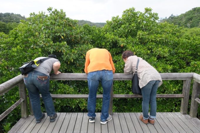 東村「慶佐次湾のヒルギ林」の観察デッキで干潟を覗き込む3人組。