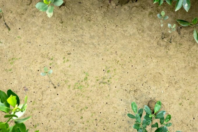 東村「慶佐次湾のヒルギ林」干潟にぽつぽつ穴が空いているのは、シオマネキなどが生息している証拠。