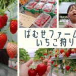 宜野座「ばむせファーム（Bamse Farm）」でいちご狩りしたてきた
