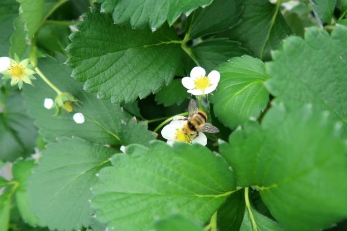宜野座「ばむせファーム（Bamse Farm）」いちごの花の蜜を吸うミツバチがぶんぶん飛び回る。