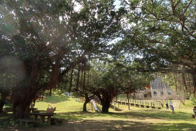 沖縄市「八重島公園」南側エリアは木が生い茂っている