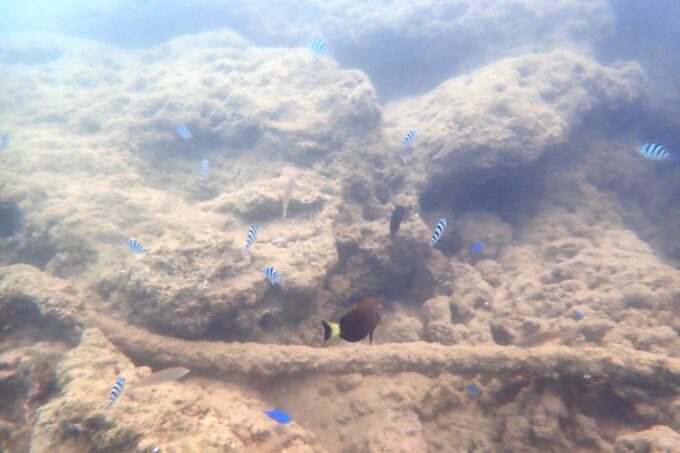 「嘉手納マリーナ」岩場付近で泳ぐ数種類の魚