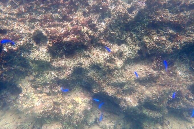 「嘉手納マリーナ」の大きな岩付近で及ぐブルーの小魚