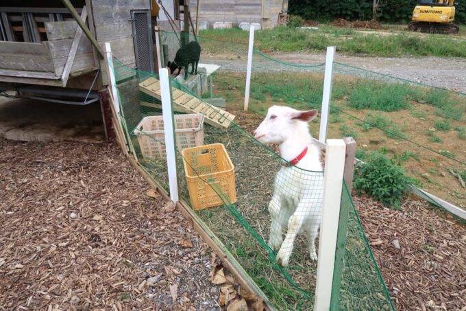 本部町・田空ハーソー公園内「DENKU CAMP FIEL」で飼育されているヤギ