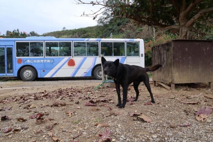 本部町・田空ハーソー公園内「DENKU CAMP FIEL」で買われている犬