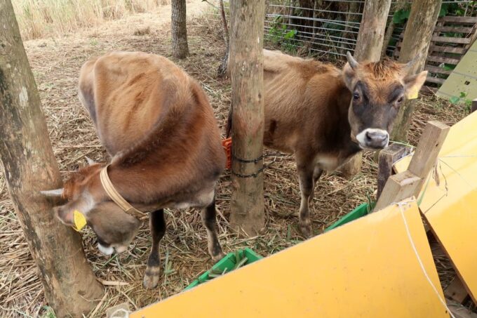宮古島「ツンフグ牧場」で飼育されているジャージー牛