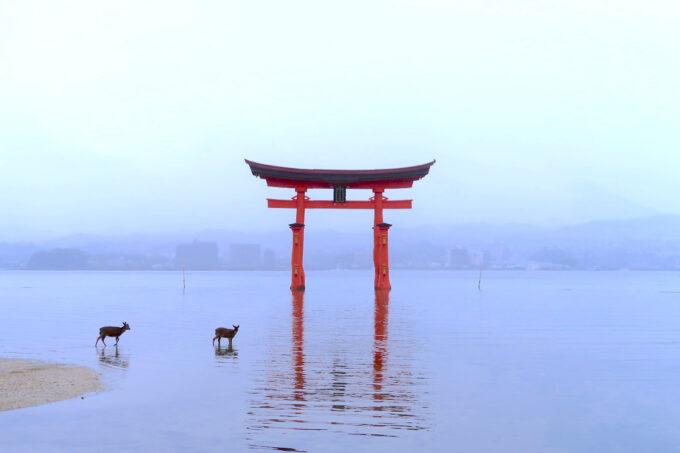 海の中に設置された厳島神社の大鳥居と、付近を歩くシカ