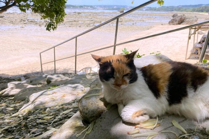 南城市「浜辺の茶屋」建物からビーチに続く階段にいたネコさん